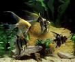 Angelfish, pterophyllum scalare, Adults, Aquarium Fishes