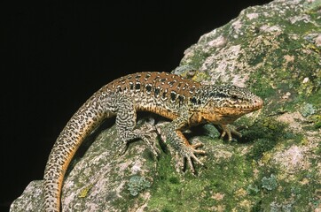 Chilean Teju, callopistes palluma, Adult, Lizard of Chile