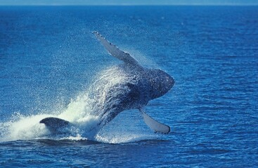 Wall Mural - humpack whale, megaptera novaeangliae, adult breaching, alaska