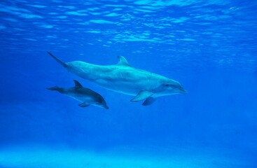 Wall Mural - bottlenose dolphin, tursiops truncatus, female with calf