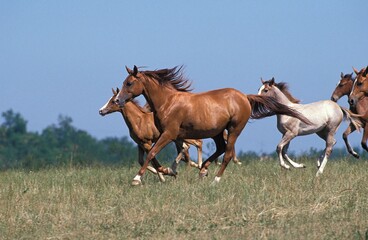 Wall Mural - Anglo Arab Horse, Herd Galloping through Meadow