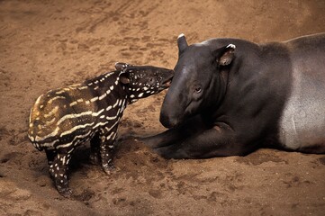 Wall Mural - malayan tapir, tapirus indicus, female with young