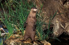 Short Clawed Otter, Aonyx Cinerea, Adult Looking Around, Standing On Hind Legs