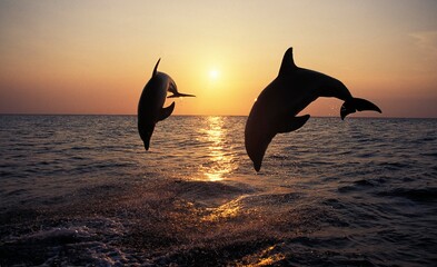 Wall Mural - bottlenose dolphin, tursiops truncatus, adults leaping at sunset, honduras
