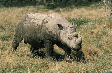 Wall Mural - sumatran rhinoceros, dicerorhinus sumatrensis, adult standing on grass