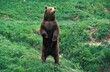 Brown Bear, ursus arctos, Adult looking around, Standing on Hind Legs