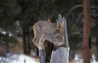 Sticker - Canadian Lynx, lynx canadensis, Adult perched on Stump, Canada