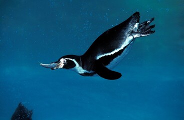 Wall Mural - Humboldt Penguin, spheniscus humboldti, Adult fishing, with Fish in Beak