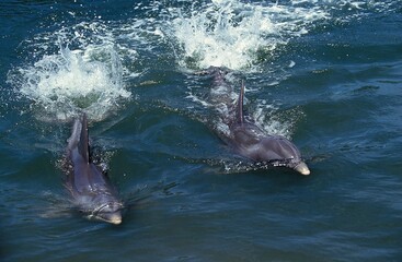 Wall Mural - bottlenose dolphin, tursiops truncatus, adults, honduras