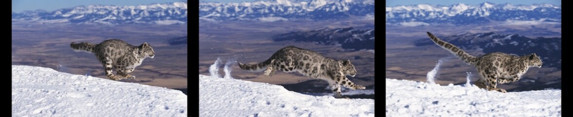 Wall Mural - snow leopard or ounce, uncia uncia, adult running on snow, movement sequences