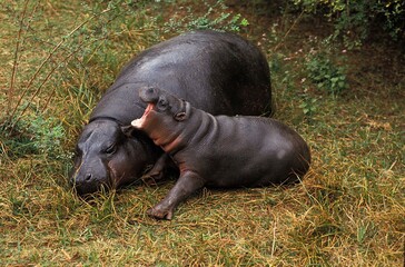Wall Mural - pygmy hippopotamus, choeropsis liberiensis, female sleeping with calf yawning