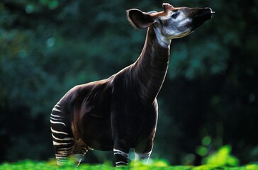 Okapi, okapia johnstoni, Adult