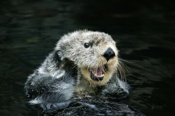 Wall Mural - Sea Otter, enhydra lutris, Adult Grooming, California