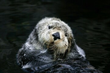 Wall Mural - sea otter, enhydra lutris, adult grooming, california