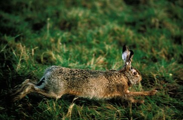 European Brown Hare, lepus europaeus, Adult running on Grass