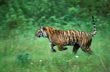 Sticker - Siberian Tiger, panthera tigris altaica, Adult running