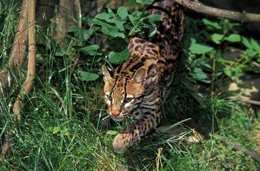 Ocelot, leopardus pardalis, Adult