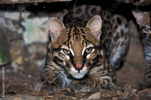 Cuadros en Lienzo Ocelot, leopardus pardalis, Adult