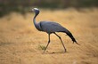 Blue Crane, anthropoides paradisea, Adult, South Africa
