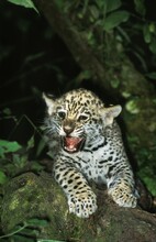 Jaguar, Panthera Onca, Cub Snarling