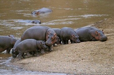 Wall Mural - hippopotamus, hippopotamus amphibius, group laying near mara river, masai mara park in kenya