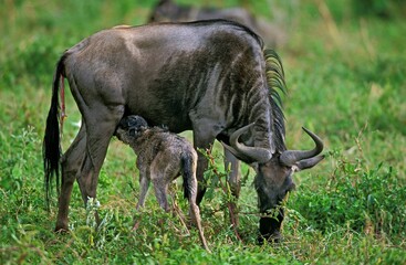 Poster - Blue Wildebeest, connochaetes taurinus, Female with Newborn Calf, Baby Suckling, Serengeti Park in Tanzania