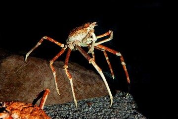 Wall Mural - japanese spider crab or giant spider crab, macrocheira kaempferi, adult