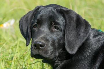 Wall Mural - black Labrador puppy lying on the green grass