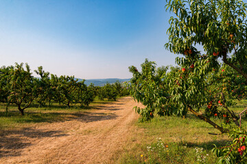 ripe peach tree in agricultural garden