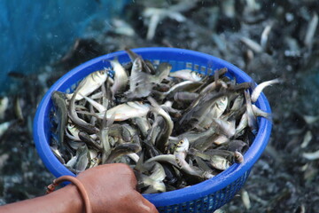 fish harvested from pond and ready for sale fish seed selling in india