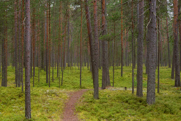 Sticker - Path in pine forest.