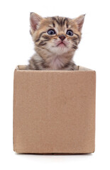 Poster - Kitten in a box.