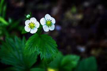 Green wild strawberry plant young leaves and two small white flowers nature background