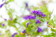 Purple Wild And Garden Flowers. Flower Landscape Concept.

