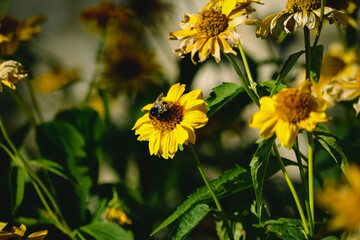 Wall Mural - Yellow gerber daisies with busy bumble bee insect in center