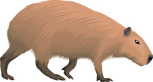 Vector Capybara Isolated On White Background