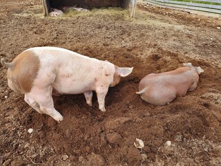 2 pigs playing at petting zoo, iceland