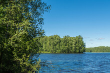 Photo Of A Forest Lake, The Bank Of Which Is Overgrown With Birches. Sunny Summer Day.  Green Foliage In Front. Blue Sky With Occasional Clouds Is On The Background