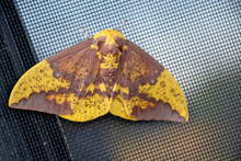 Extreme Close Up Of Imperial Moth On Window Screen