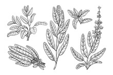 Salvia Sketch Vector Illustration. Culinary Sage Hand Draw Set Isolated On White Background.