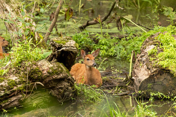 Wall Mural - young white tailed deer, fawn in the summer forest
