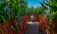 Boy At Entrance To Autumn Halloween Corn Maze Labyrinth Pumpkin Patch