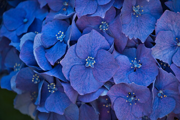 2020-08-10 A BUNDLE OF BIGLEAF HYDRANGEA IN A BOTANICAL GARDEN