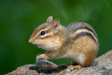 Eastern Chipmunk Looking For Food On A Sunny Day In The Woods