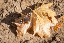 Red Admiral Butterfly Resting On A Brown Leaf In Autumn In A Forest Of Europe. Also Called Vanessa Atalanta, It Is A Very Common Butterfly In Temperate Climates