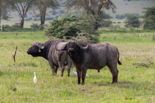 Cape Buffalo In Tanzania Africa