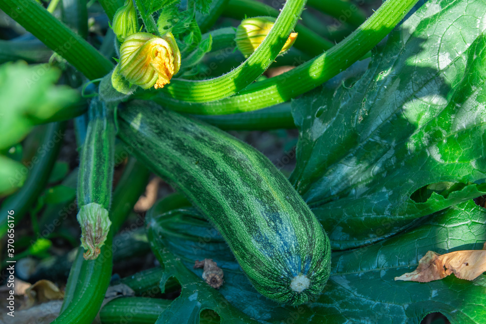natural zucchini on the plant - obrazy, fototapety, plakaty 