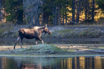 Female Moose on the Snake River in Wyoming
