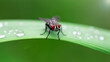 black fly with red faceted eyes on a leaf, macro photography. When seen so close, this diptera insect doesnt look so ugly and repugnant. after the rain in the tropical jungle in Thailand
