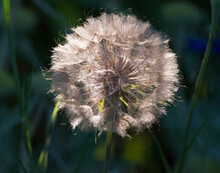 Dandelion Seed Head In The Garden